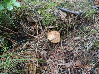 ŠVP 1.třída + MŠ 2016