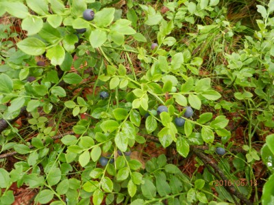 ŠVP 1.třída + MŠ 2016